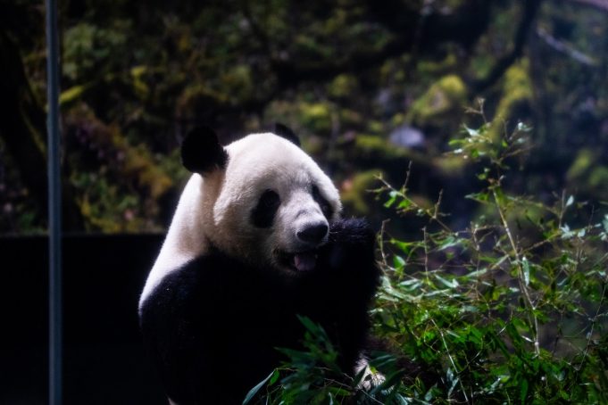 Από πότε τα panda έγιναν εργαλείο διπλωματίας;