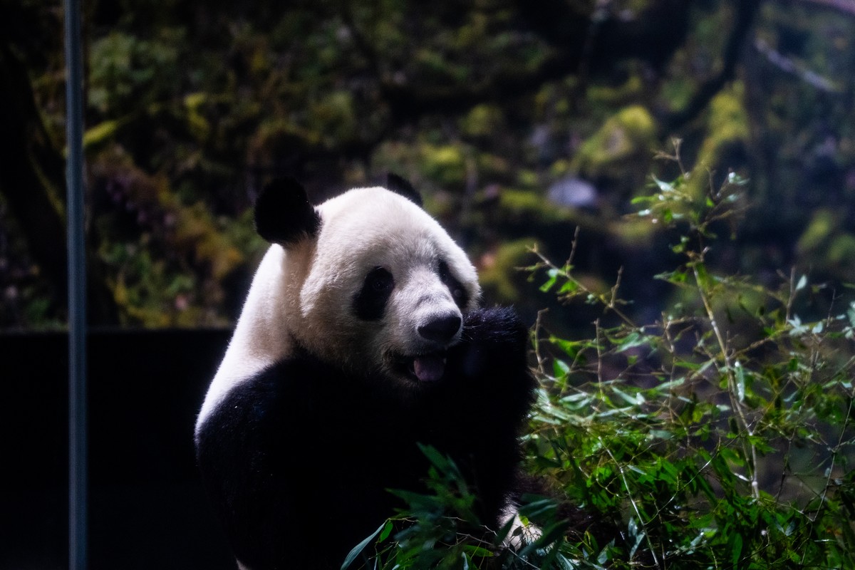 Από πότε τα panda έγιναν εργαλείο διπλωματίας;