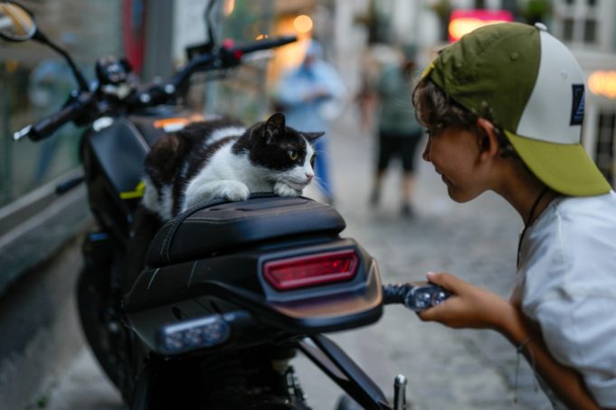Κωνσταντινούπολη: Δεν μπορείς να βγάλεις τη γάτα από την πόλη και την πόλη από τη γάτα