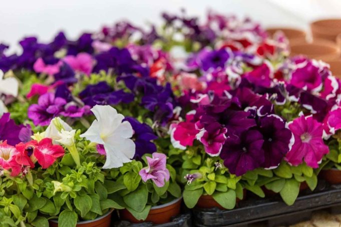 Blooming Kypseli: Η Δημοτική Αγορά Κυψέλης ανθίζει