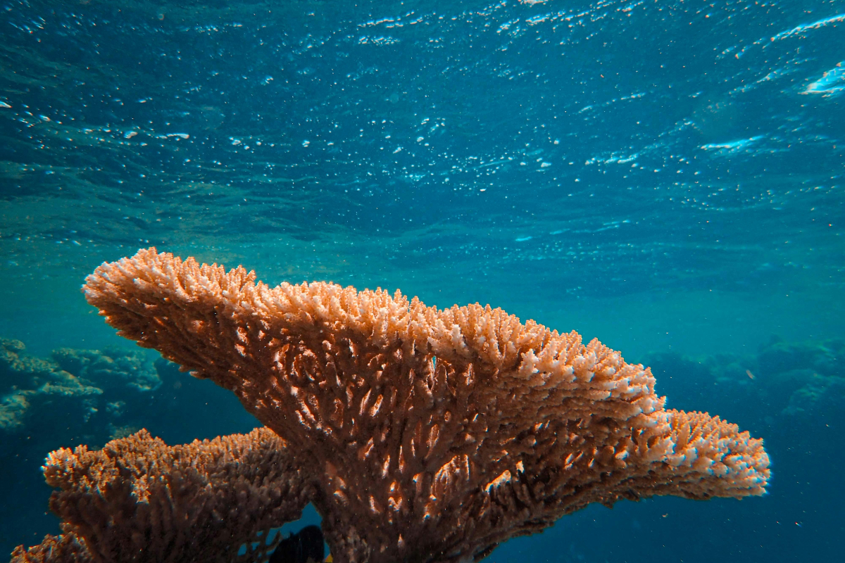 coral reefs
