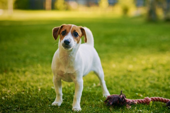 7 από τα πιο όμορφα πάρκα για σκύλους στην Αθήνα