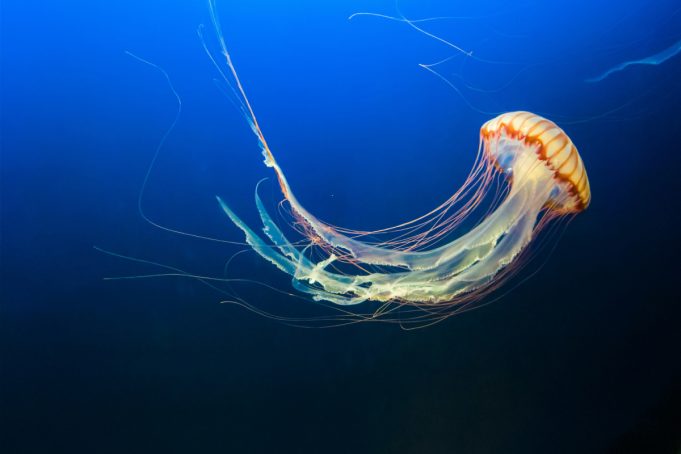 Το ζώο που έχει κερδίσει την αθανασία