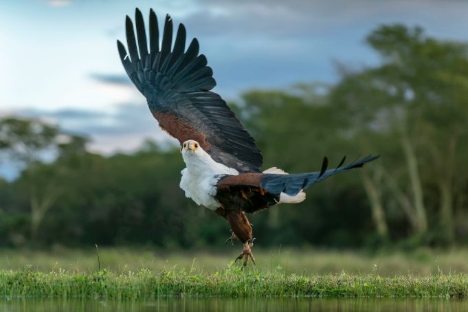 To πτηνό που βλέπει τον άνθρωπο σαν σνακ